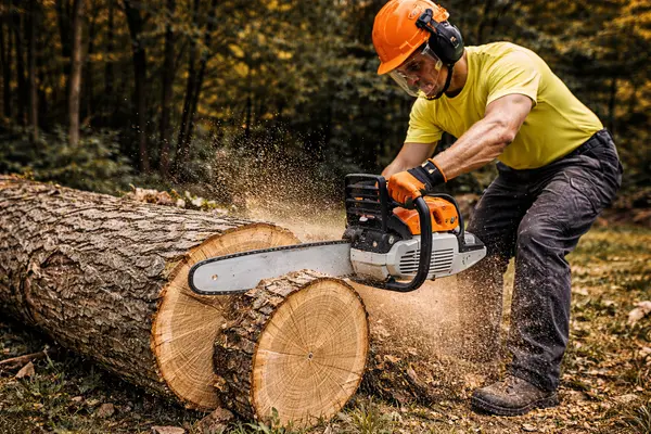 image from Tree Removal Austin in Austin, TX image from Tree Removal Austin in Austin, TX